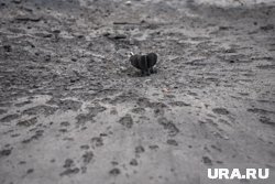 Полиция Мюнхена обнаружила мины-ловушки в доме, где произошел взрыв