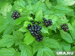 Воронец растет на лесных опушках