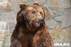 Люди испугались, что животное может опрокинуть машину