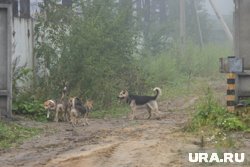 В Нижневартовске стая собак по ночам жутко воет и пугает местных жителей
