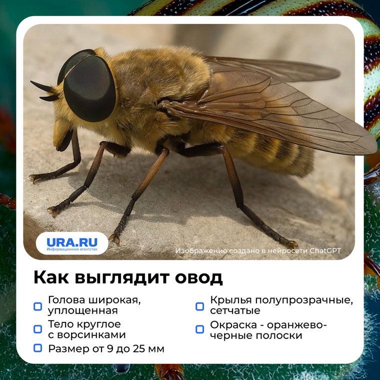 Оводы опасны для людей и животных