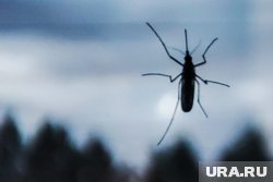 Краевой Роспотребнадзор опроверг слух о появлении в регионе опасных комаров из Таиланда (архивное фото)