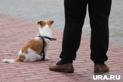 По просьбе жителей эвтаназия животных не проводится (архивное фото)