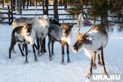 В ЯНАО погибли северные олени