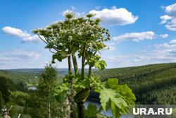 Некоторые борщевики могут достигать гигантских размеров, поэтому не нужно затягивать с их уничтожением