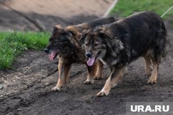 Злые собаки довели жительницу Нового Уренгоя до проблем с психикой