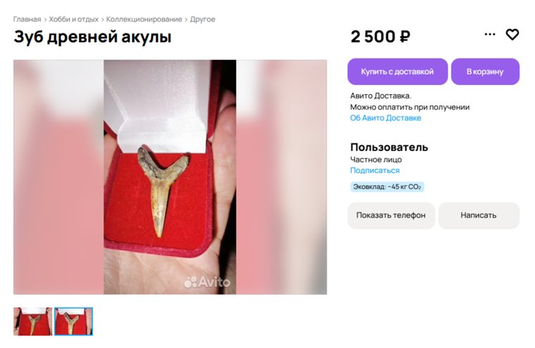 В Кургане продают зуб акулы возрастом 300 миллионов лет