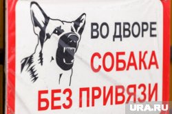 Собаку породы пти-брабансон загрызла соседская овчарка