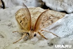 Бабочек непарного шелкопряда обнаружили в центре Кургана 