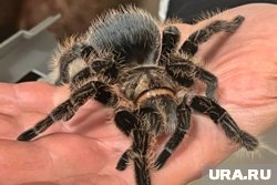 Тарантул поселился в Варгашинском округе (архивное фото)