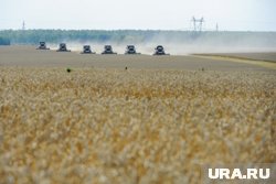 Петр Солнцеворот знаменовал начало жатвы