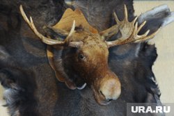 Европейского лося убили в Курганской области