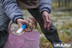 В ХМАО некоторые грибы могут быть опасны для здоровья 