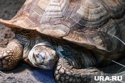 Черепахи с панцирем более 30 см запрещено содержать дома