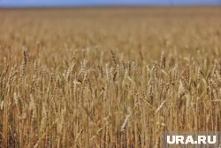 Пшеницу не проверяли на токсичные элементы