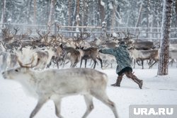 День оленевода — один из самых ярких югорских праздников