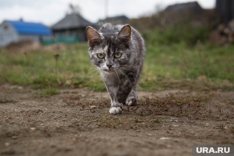 Специалисты обнаружили новую породу кошек в Румынии, которую назвали "трансильванской" (архивное фото)