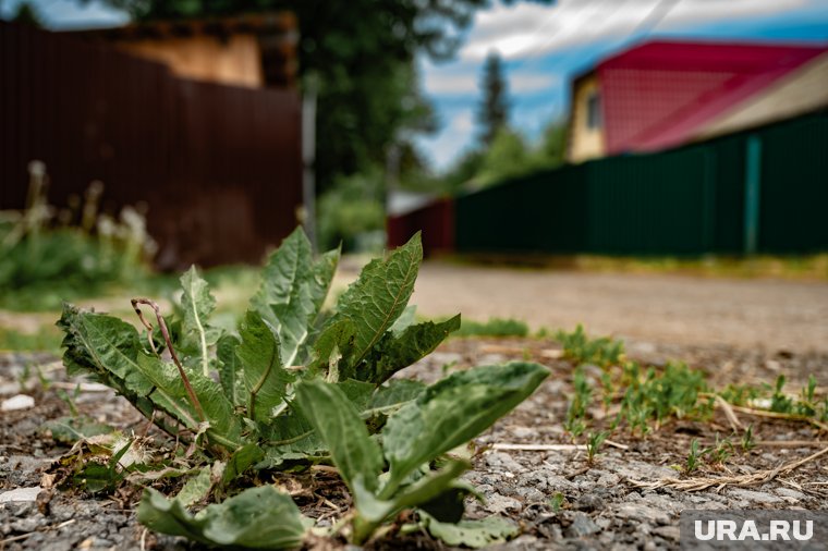 В народе на День Лариона было принято вырывать сорную траву с полей