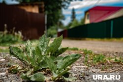 В народе на День Лариона было принято вырывать сорную траву с полей