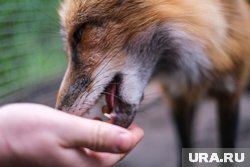 Лисенок не испугался пермяка и подошел очень близко