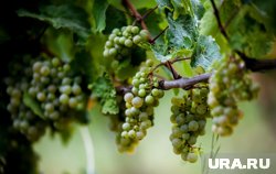 «Ариант» изготавливает вино из выращенного на Кубани сырья