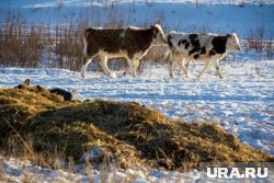 Ущерб от коров и дипфейк военного комиссара ЯНАО: события дня в округе