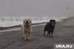 На ВПП в аэрпорту Салехарда собаки помешали посадить самолет
