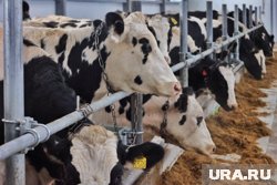 Власти Курганской области выделят миллиард рублей на молочное животноводство