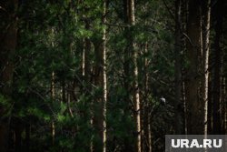 Из-за пожара в лесу эвакуируют базу отдыха