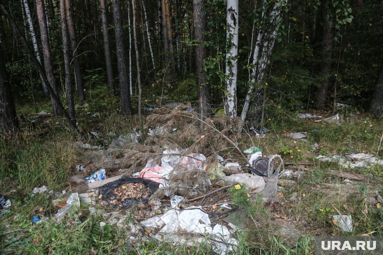 Мешки с пробирками для крови валялись на лесной территории (архивное фото)