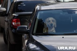 Собаки поехали к своим хозяевам на машине (архивное фото)