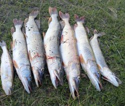 Рыбак поймал больших щук