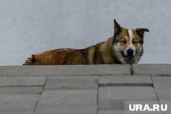 В Челябинской области появились жертвы бешенства среди животных