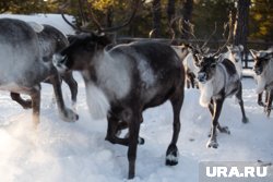 Олени перебегали трассы в Тазовском районе (фото из архива)