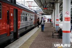 Щенок ивисской борзой сбежал со своего участка в Красном Бору