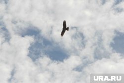 Некоторые из них даже гнездятся в городе, но большинство просто бывают в мегаполисе