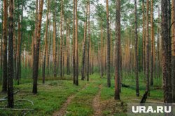 Югорчане заблудились в лесу во время похода за грибами