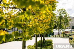 Создатели новой зеленой зоны постараются сохранить природу в первозданном виде