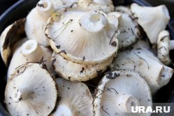 Грузди собирают в лесу под Курганом