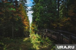 В лесном комплексе «Ягом» в Нижневартовске пройдет фестиваль, который станет частью Международной экологической акции «Спасти и сохранить»