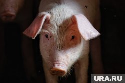 Среди нарушений: отсутствие необходимых ограждений для животных, не оборудованные въездные дезбарьеры и несоблюдение требований по их заправке дезинфицирующими растворами