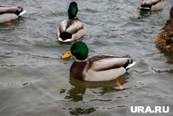 Охота на уток откроется с середины мая