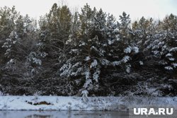 Ямалец попытался забрать наркотик в лесном массиве возле реки, архивное фото