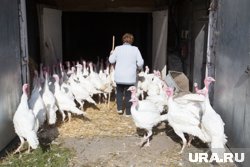 Особенно в сфере не хватает животноводов и механизаторов