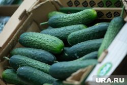 В Дорофеев день особое внимание уделялось огурцам