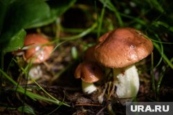Обычно маслята появляются в конце июня