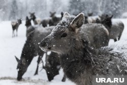 В экопарке Кургана поселят европейских оленей