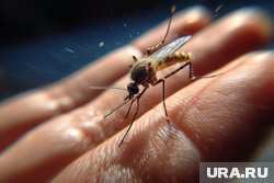 Малярией и лихорадкой Денге можно заразиться после укуса комаров