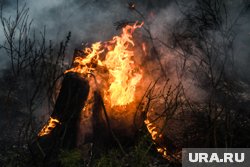 Пожар произошел на территории лысьвенского лесничества Пермского края