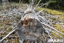 В основном вредитель поражает хвойные деревья